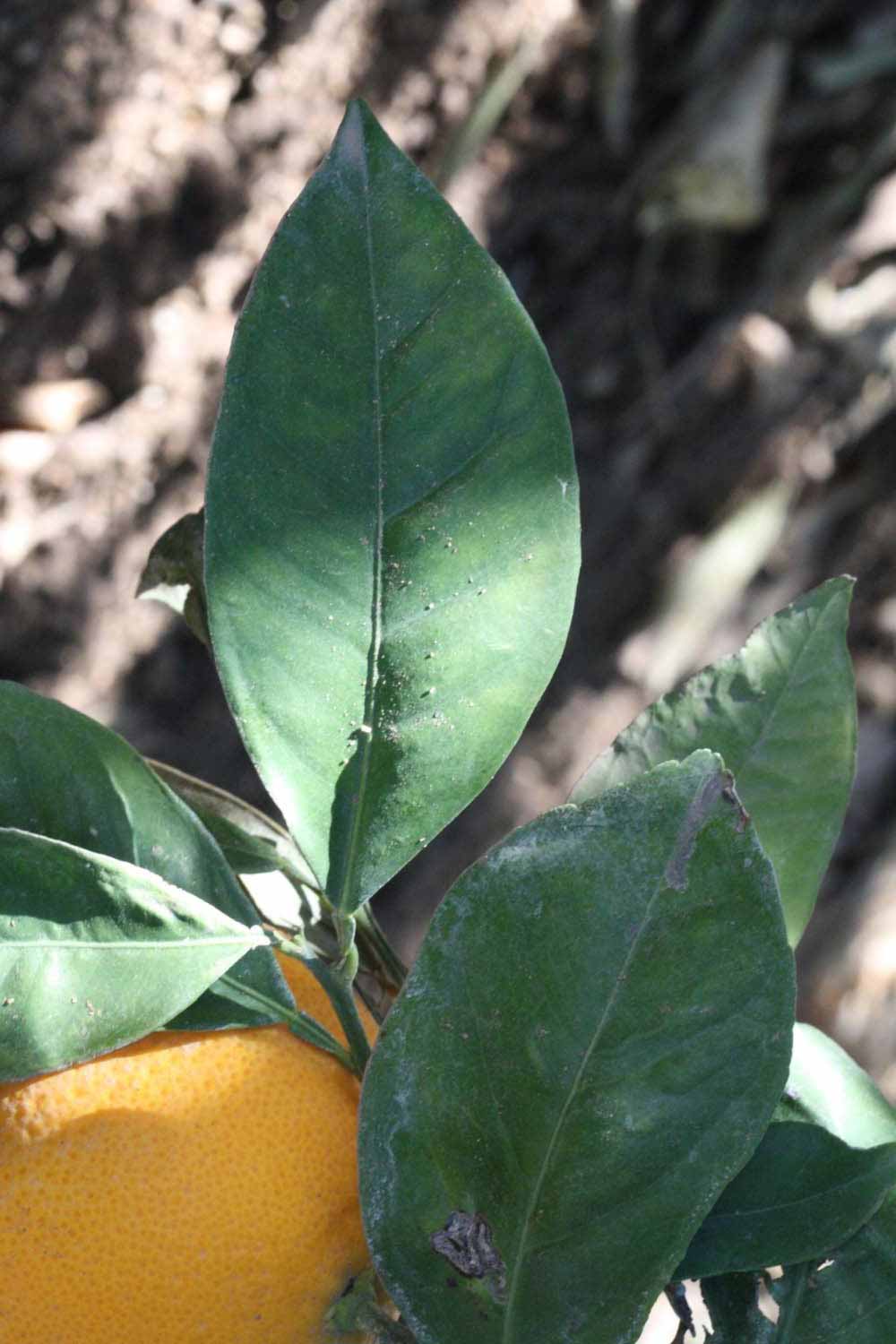            Shade leaves (Riverside, CA)   